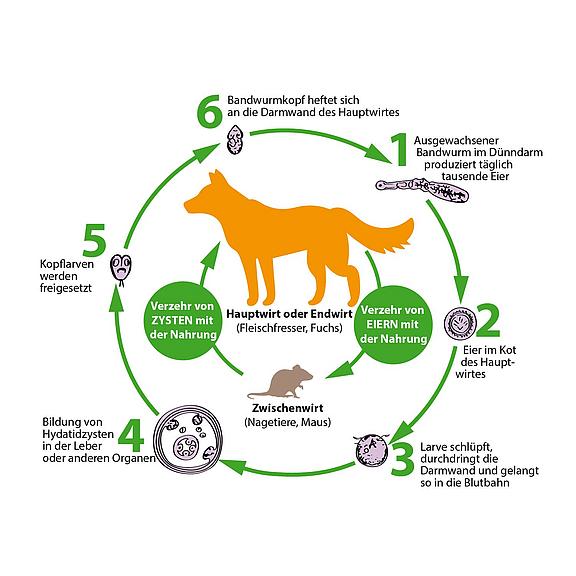 Lebenszyklus des Fuchsbandwurms