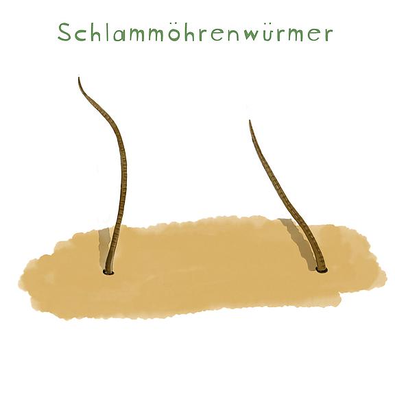 Schlammröhrenwürmer