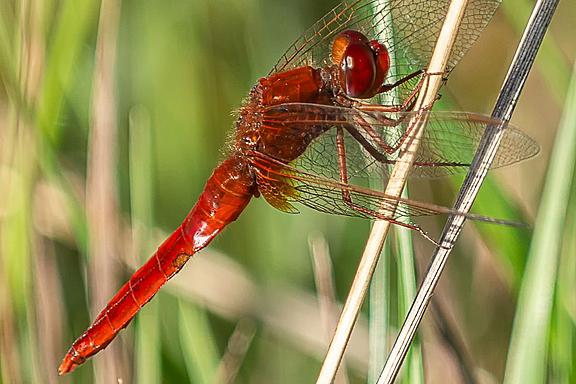 Feuerlibelle