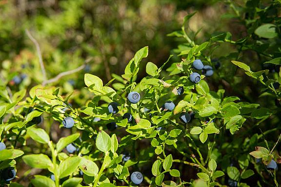 Blaubeere im Kiefernschlag