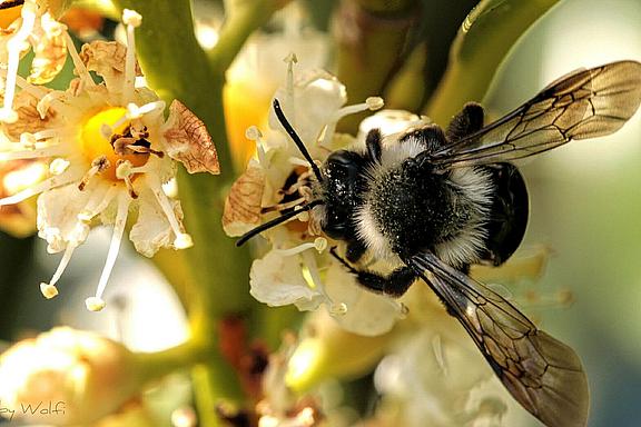 Erdhummel