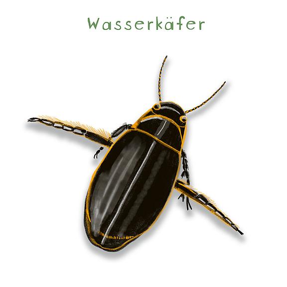 Wasserkäfer