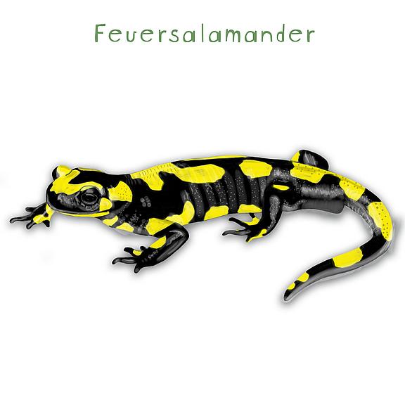 Feuersalamander