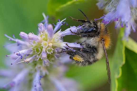 Hummel bei der Arbeit