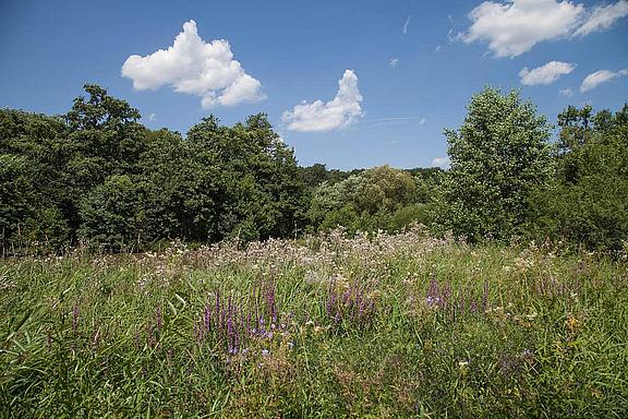 Blühstreifen am Waldrand