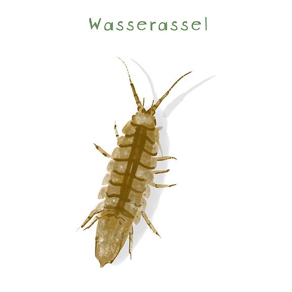 Wasserasseln