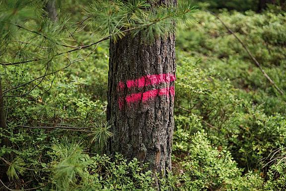 Roter doppelter Strich am Baum