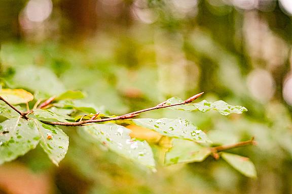 Grüne Blätter in der Sonne