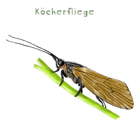 Die Köcherfliege