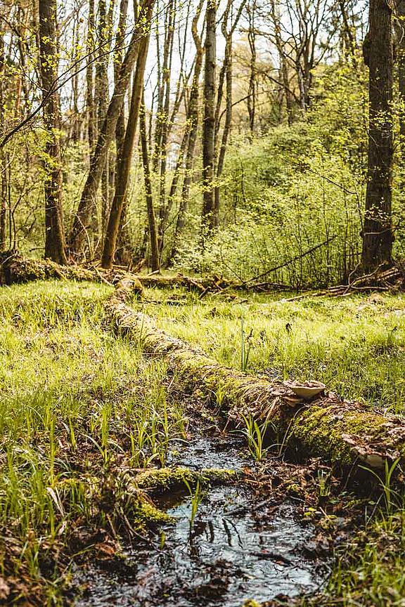 Station-1-Wald-wild.jpg 