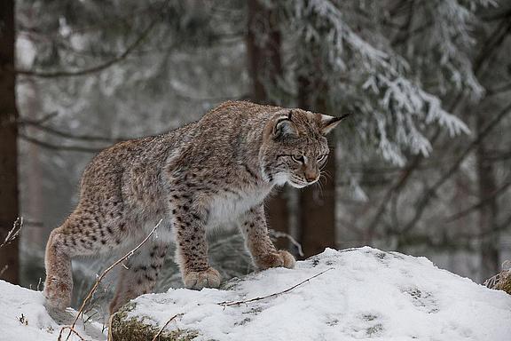 Luchs