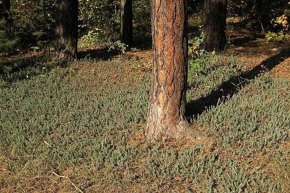 Waldboden_mit_Zypressenwolfsmilch_w.JPG 